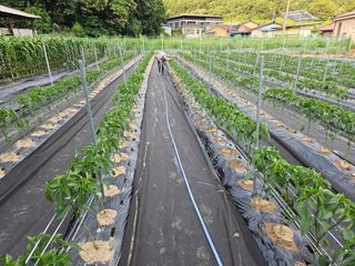 경달현님의 고추 · 영농일지 작성글 사진