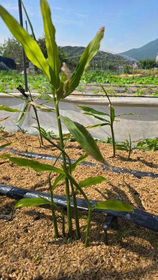 하재은님의 기타작물 · 영농일지 작성글 사진
