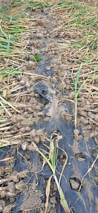 돌복숭아님의 기타작물 · 영농일지 작성글 사진