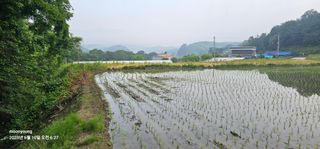 초보농부님의 벼 · 영농일지 작성글 사진
