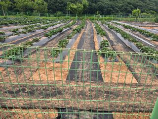 심기정님의 고구마 · 영농일지 작성글 사진