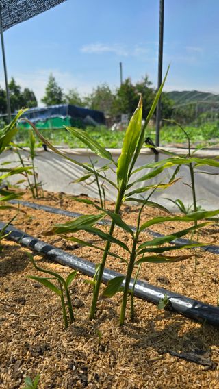 하재은님의 기타작물 · 영농일지 작성글 사진