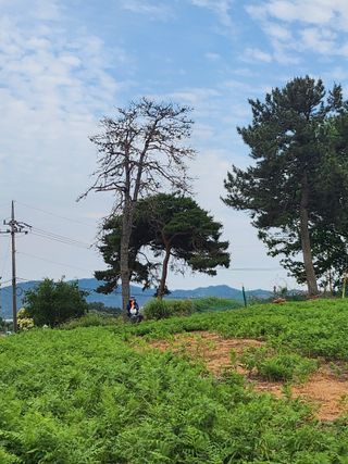 황미순님의 기타작물 · 영농일지 작성글 사진