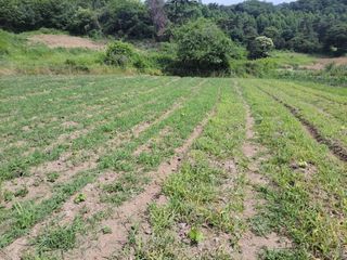 김홍중님의 두릅 · 영농일지 작성글 사진