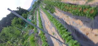 박상중님의 양파 · 영농일지 작성글 사진