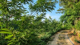 권혁렬님의 상추 · 영농일지 작성글 사진