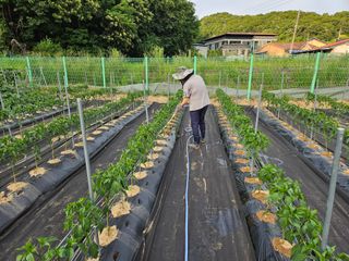 경달현님의 고추 · 영농일지 작성글 사진