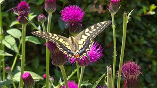 박해용(세건농장)님의 호박 · 영농일지 작성글 사진