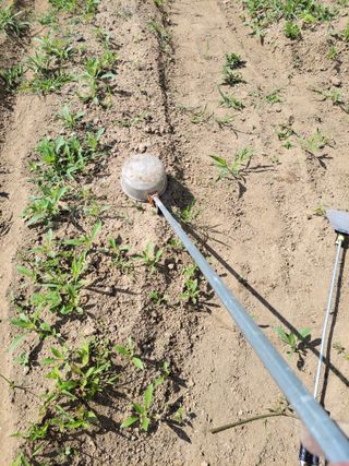 김홍중님의 두릅 · 영농일지 작성글 사진