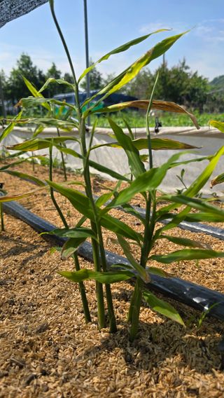 하재은님의 기타작물 · 영농일지 작성글 사진