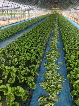 농민님의 기타작물 · 영농일지 작성글 사진