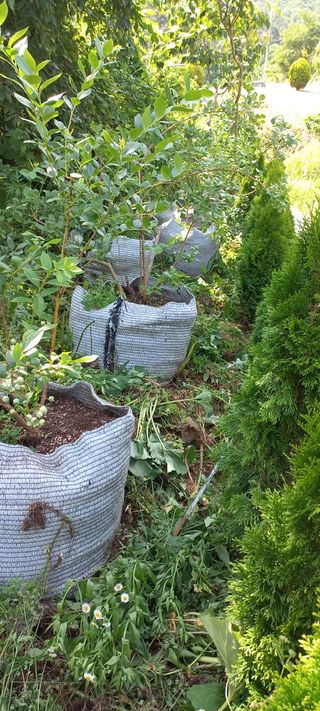 정석채님의 블루베리 · 영농일지 작성글 사진