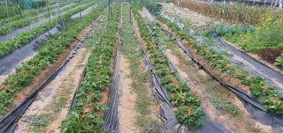 박상중님의 양파 · 영농일지 작성글 사진