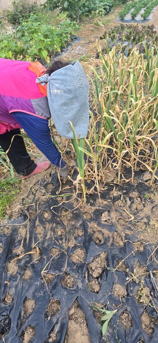 돌복숭아님의 기타작물 · 영농일지 작성글 사진