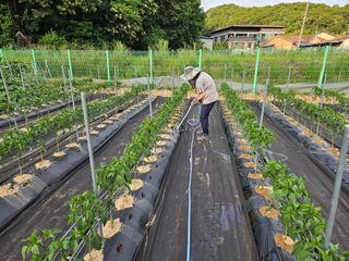 경달현님의 고추 · 영농일지 작성글 사진