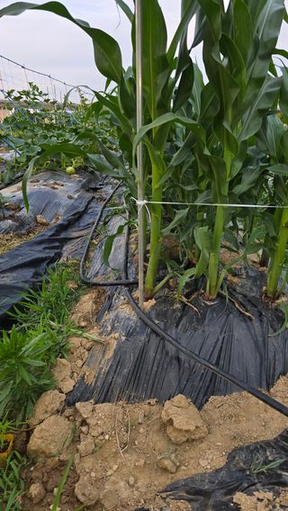 박해용(세건농장)님의 호박 · 영농일지 작성글 사진