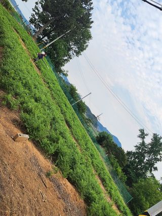 황미순님의 기타작물 · 영농일지 작성글 사진