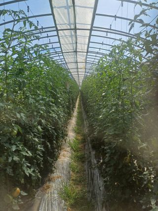 전원수님의 토마토 · 영농일지 작성글 사진