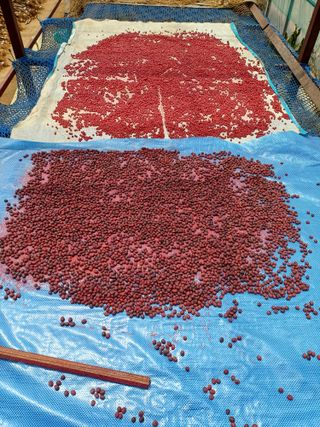 이철우님의 콩 · 영농일지 작성글 사진