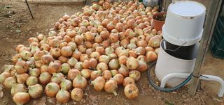 박상중님의 양파 · 영농일지 작성글 사진