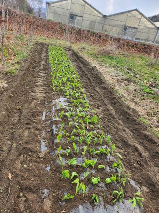 김용제 님의 기타작물 · 영농일지 작성글 사진