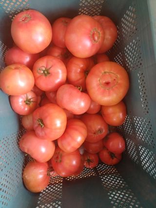 전원수님의 토마토 · 영농일지 작성글 사진