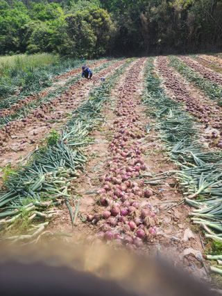 박정석님의 양파 · 영농일지 작성글 사진