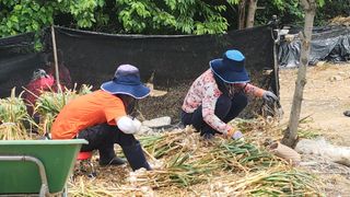 김영길님의 기타작물 · 영농일지 작성글 사진