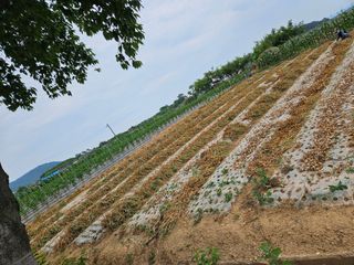 백호순(후추)님의 마늘 · 영농일지 작성글 사진