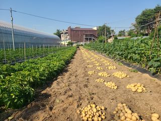 정지덕님의 감자 · 영농일지 작성글 사진