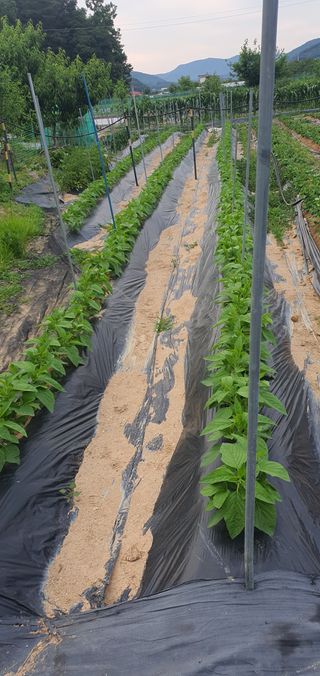 박상중님의 양파 · 영농일지 작성글 사진