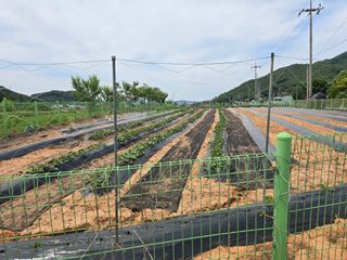 심기정님의 고구마 · 영농일지 작성글 사진
