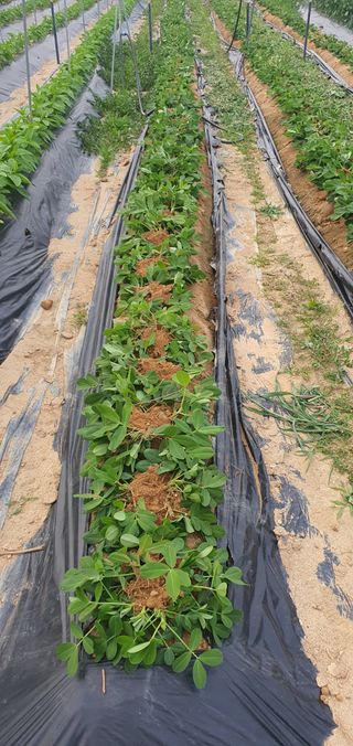 박상중님의 양파 · 영농일지 작성글 사진