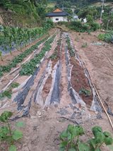 팜모닝 고구마·영농일지 게시글 이미지