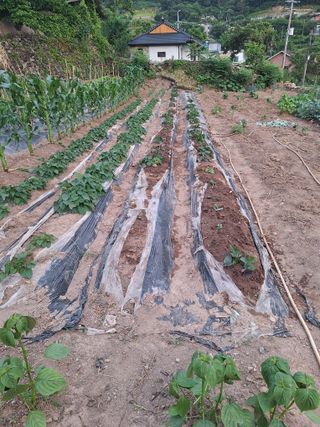 한정술님의 고구마 · 영농일지 작성글 사진