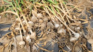 김영길님의 기타작물 · 영농일지 작성글 사진