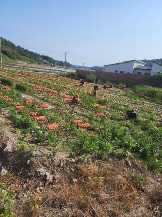 박정석님의 양파 · 영농일지 작성글 사진