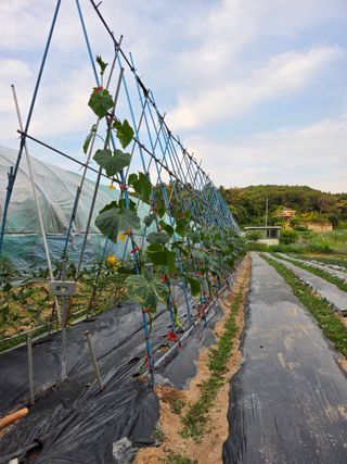 김윤회님의 오이 · 영농일지 작성글 사진