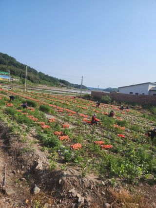 박정석님의 양파 · 영농일지 작성글 사진