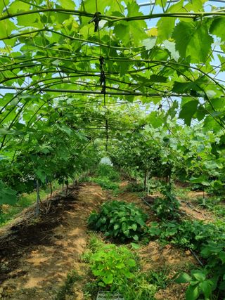 논산푸른팜님의 포도 · 영농일지 작성글 사진