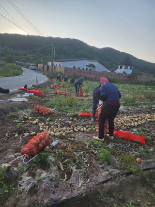 박정석님의 양파 · 영농일지 작성글 사진