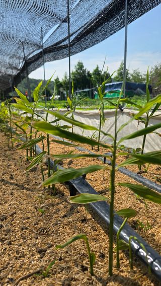 하재은님의 기타작물 · 영농일지 작성글 사진