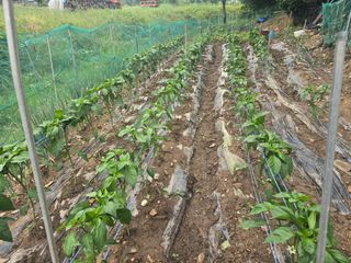 한상훈님의 고추 · 영농일지 작성글 사진