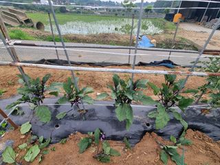 권병☆님의 고추 · 영농일지 작성글 사진