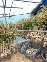 팜모닝 마늘·영농일지 게시글 이미지