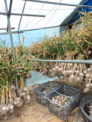 농부님.모두.모두힘님의 마늘 · 영농일지 작성글 사진