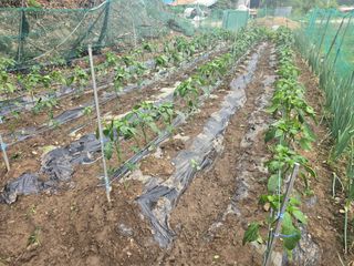 한상훈님의 고추 · 영농일지 작성글 사진