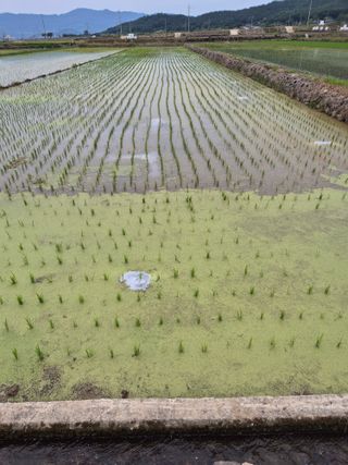 팜모닝회원류한배님의 벼 · 영농일지 작성글 사진