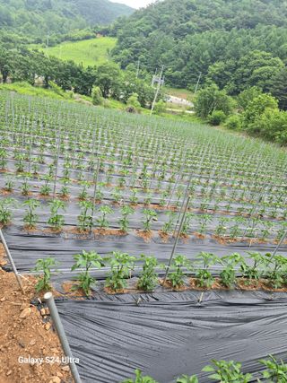 gigibae111님의 고추 · 영농일지 작성글 사진