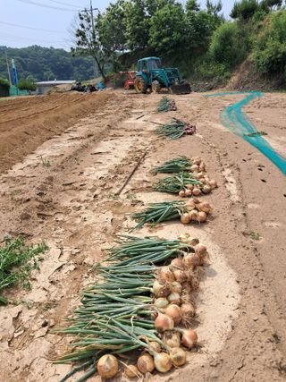 권병☆님의 양파 · 영농일지 작성글 사진